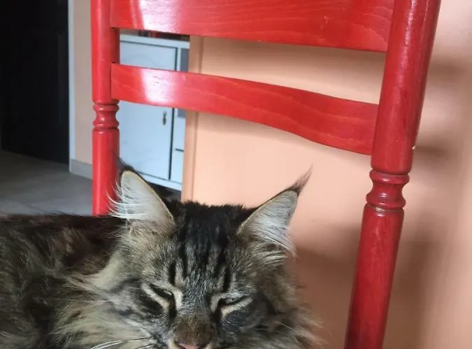 Toulouse Metropole Ouest Privee De Luxe - Sdb Wc Privee Terrasse Piscine Aqua Bike ホームステイ *